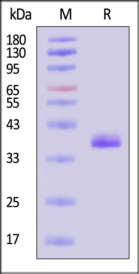 Biotinylated Human Apolipoprotein E / APOE3 (R154S) Protein, His, Avitag™ (MALS verified) - image 1