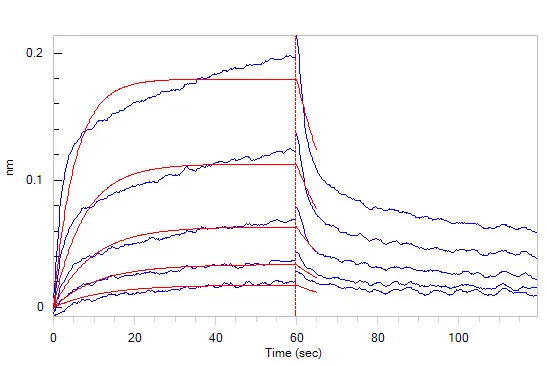 Rat CD28 Protein, His Tag - image 1
