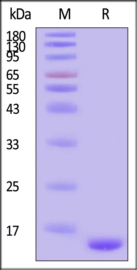 Human Alpha-Synuclein Pre-formed Fibrils Protein, Tag Free - image 1