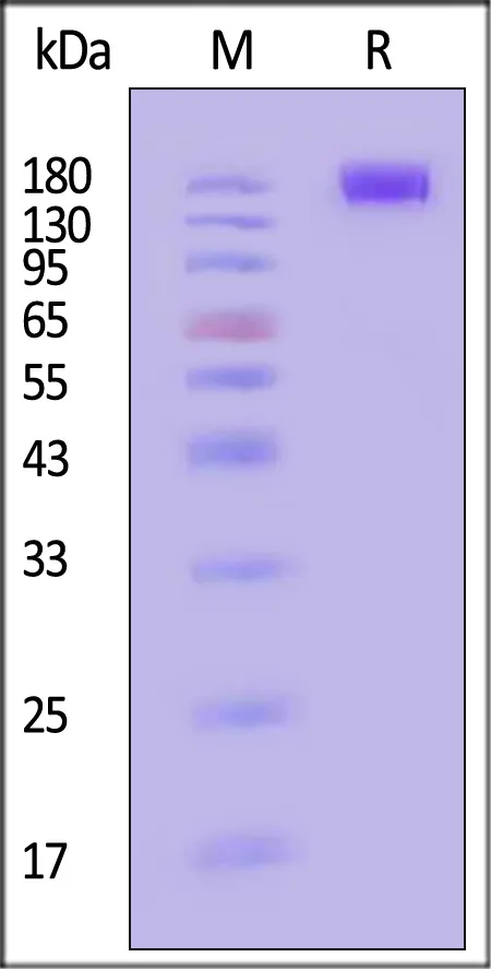 Human CD45 / PTPRC Protein, Llama IgG2b Fc Tag, low endotoxin - image 1