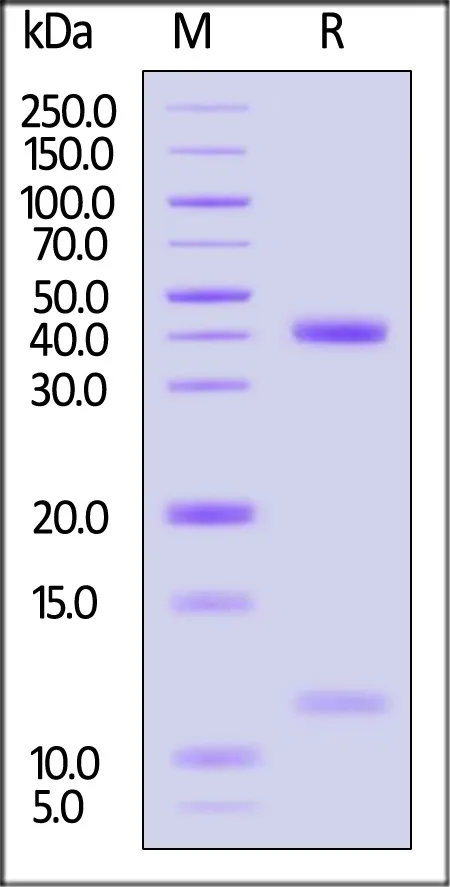 Biotinylated Human HLA-A*11:01&B2M&KRAS (VVGAGGVGK) Complex Protein (Monomer, MALS verified) - image 1