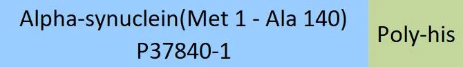 Human Alpha-Synuclein Pre-formed Fibrils Protein, His Tag - image 1