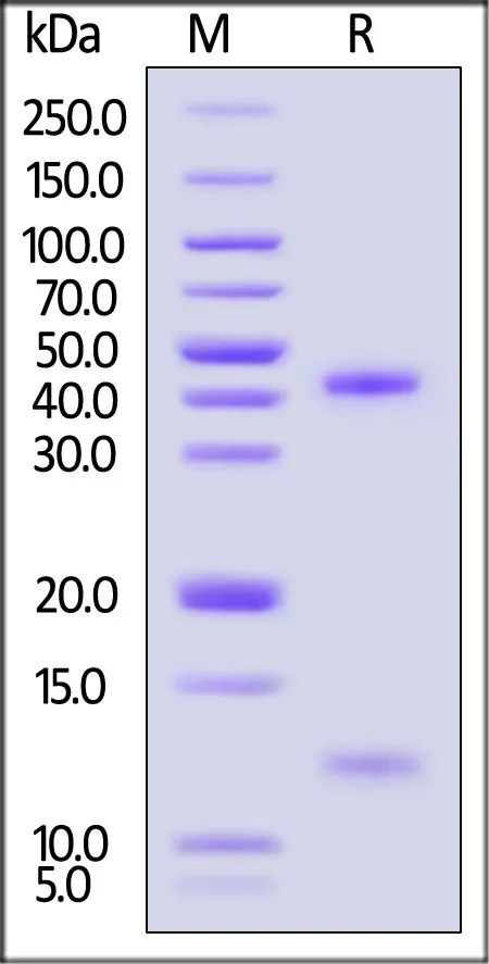 Unconjugated Human HLA-A*02:01&B2M&MAGE-A4 (GVYDGREHTV) Complex Protein (Monomer, MALS verified) - image 1