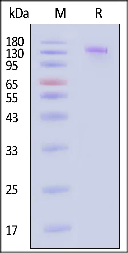 Human LINGO1 Protein, Llama IgG2b Fc Tag - image 1
