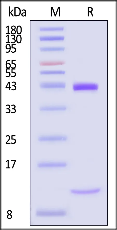 Biotinylated Human HLA-A*02:01&B2M&MAGE-A3 (KVAELVHFL) Complex Protein (Monomer, MALS verified) - image 1