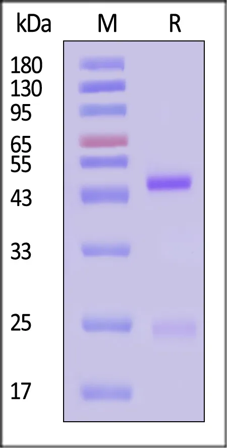 Monoclonal Anti-Eribulin Antibody, Rabbit IgG (1M1F5) - image 1