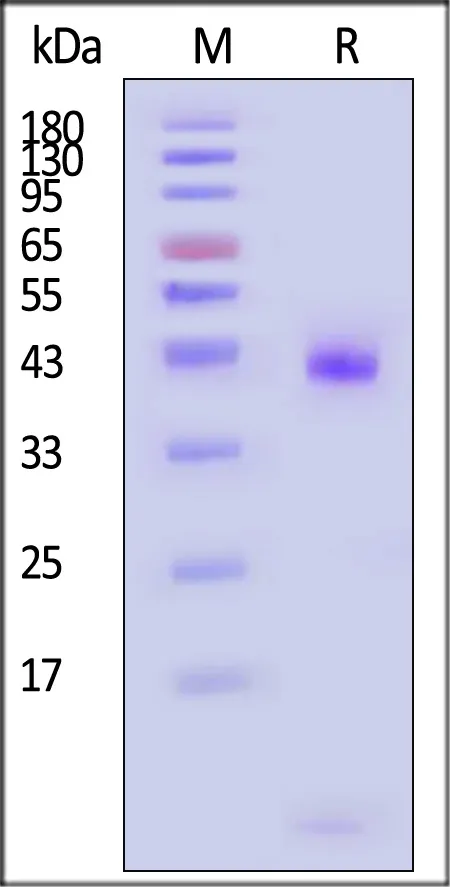 Biotinylated Human HLA-B*15:02&B2M Monomer Protein (Peptide free, MALS verified) - image 1