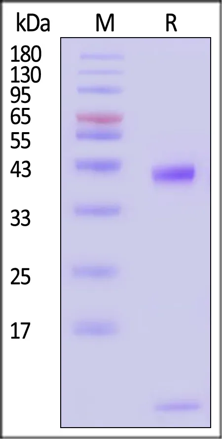 Biotinylated Human HLA-A*02:01&B2M&HER2 (LIAHNQVRQV) Complex Protein (Monomer, MALS verified) - image 1
