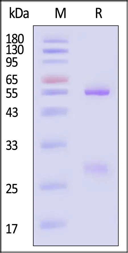 Monoclonal Anti-gC-HSV-2 (strain 333) Antibody, Mouse IgG1 (3A12) - image 1