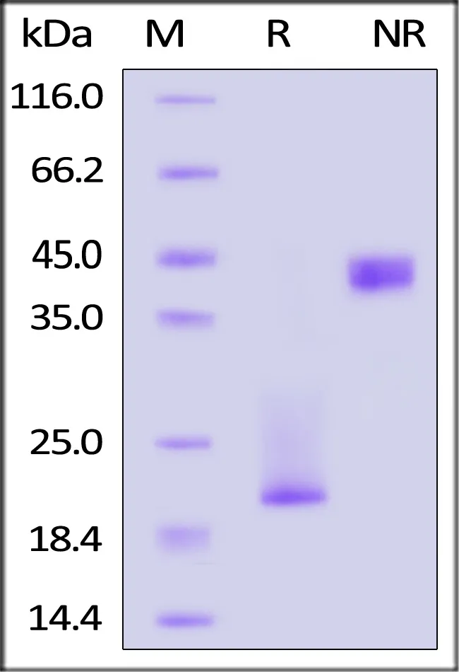 Canine CD3 epsilon & CD3 delta Heterodimer Protein, His Tag&Tag Free (MALS verified) - image 1