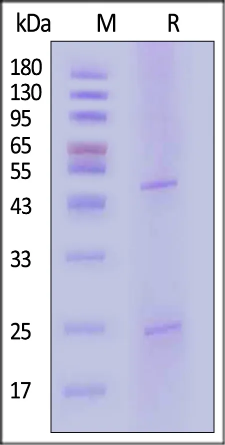 HRP conjugated Monoclonal Anti-SN38 Antibody, Mouse IgG1 - image 1