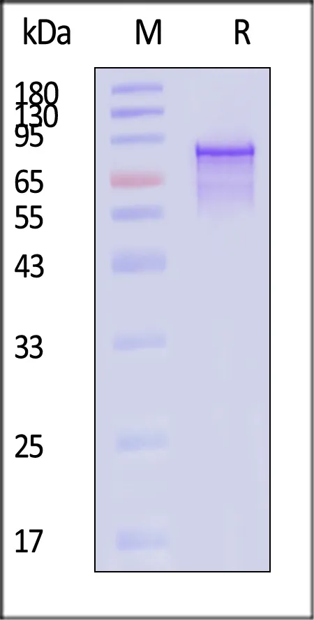 AAV2 VP1, Recombinant Protein - image 1