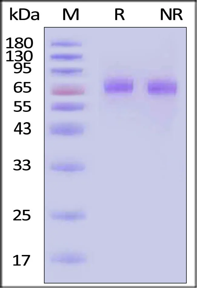 Human Thrombopoietin / TPO Protein, premium grade - image 1