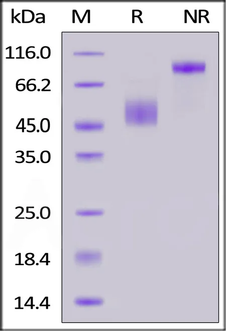 Human CD3 epsilon&CD3 delta Heterodimer Protein, Fc Tag&Fc Tag (MALS verified) - image 1