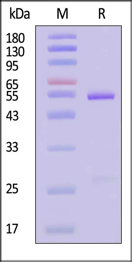 Biotinylated Rabbit Anti-Eribulin Antibody, Rabbit IgG (1M1G11) - image 1