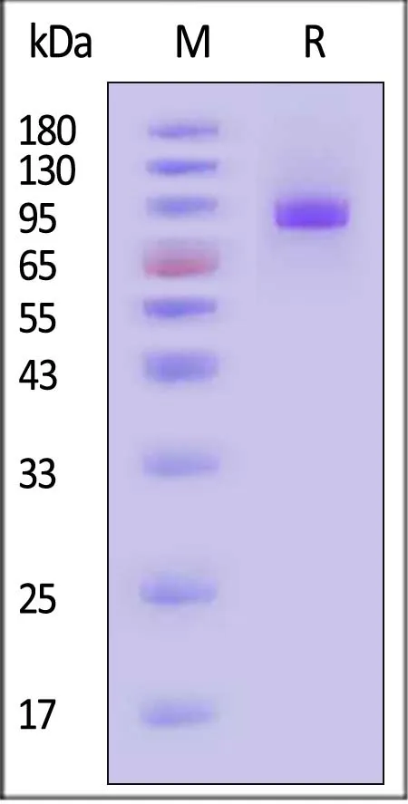Biotinylated Cynomolgus SIRP alpha / CD172a Protein, Fc,Avitag™ (MALS verified) - image 1