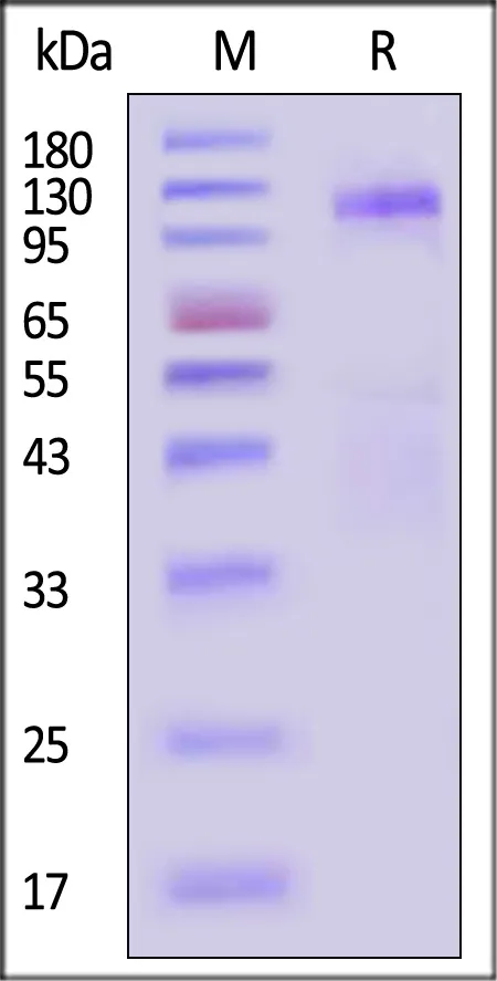 Dog Insulin R / CD220 (28-956) Protein, His Tag - image 1