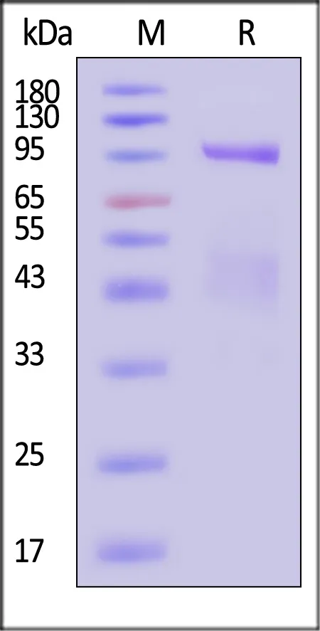 Biotinylated Human HGF R / c-MET Protein, Avitag™,His Tag (MALS verified) - image 1