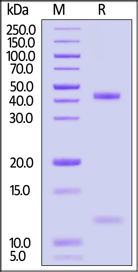 Biotinylated Human HLA-A*03:01&B2M&KRASG12C (VVGACGVGK) Complex Protein (Monomer, MALS verified) - image 1