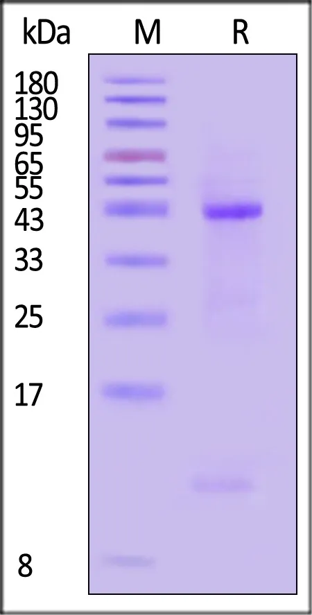 Biotinylated Human HLA-A*03:01&B2M&KRASG12C (VVVGACGVGK) Complex Protein (Monomer, MALS verified) - image 1