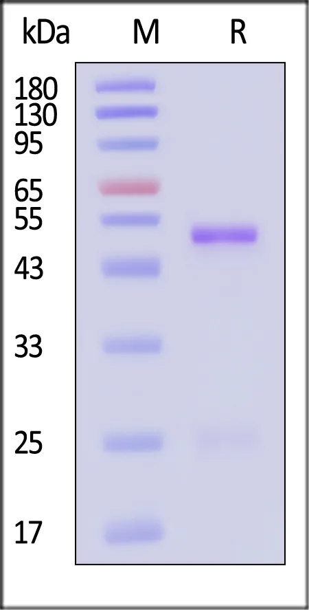 Monoclonal Anti-Eribulin Antibody, Rabbit IgG (1M2B11) - image 1