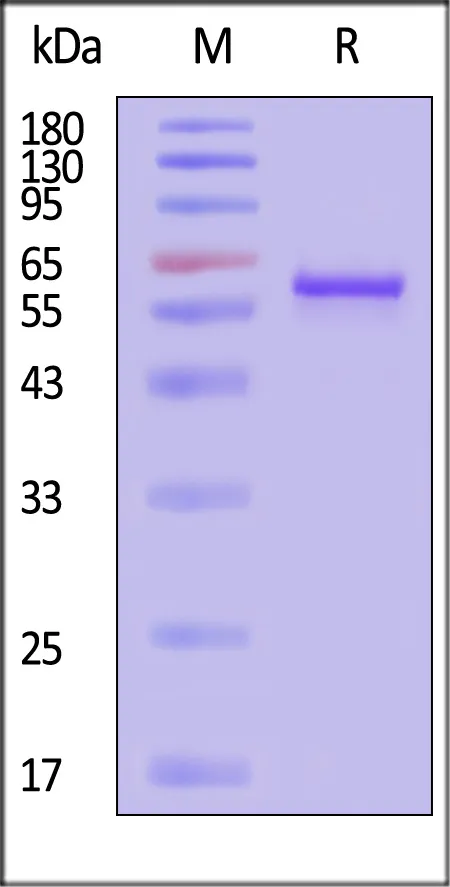 AAV6 VP3, Recombinant Protein - image 1