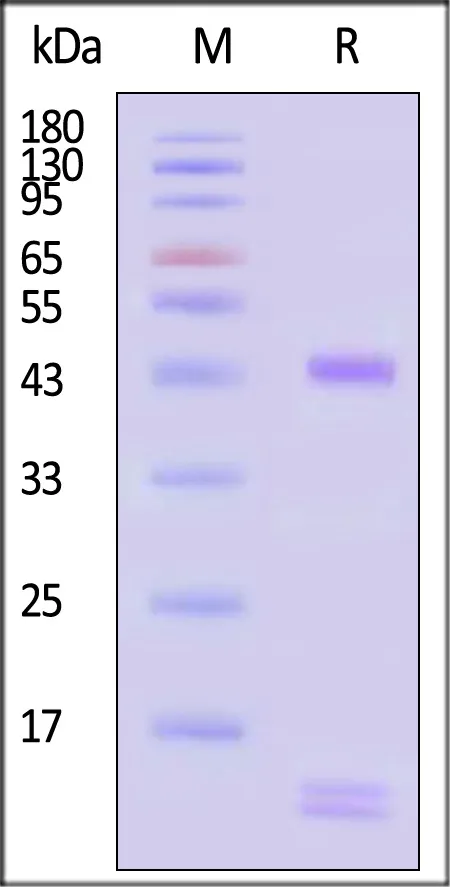 Human HLA-A*02:01&B2M&NY-ESO-1 (SLLMWITQV) Tetramer Protein (MALS verified) - image 1