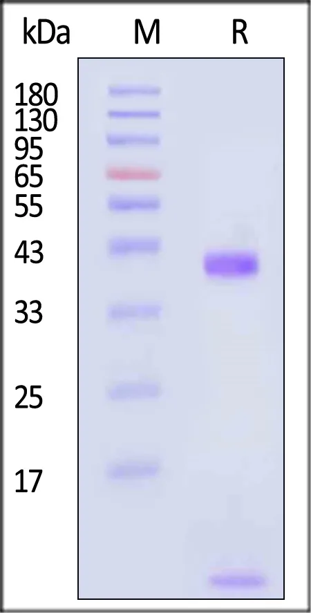Biotinylated Human HLA-A*02:01&B2M&KRASG12C (KLVVVGACGV) Complex Protein (Monomer, MALS verified) - image 1