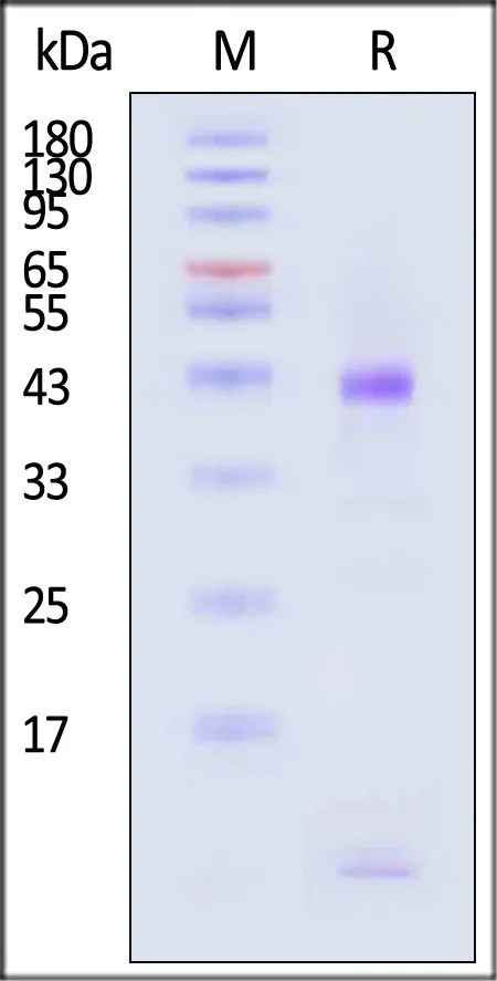 Biotinylated Human HLA-A*03:01&B2M&KRASG12D (VVVGADGVGK) Complex Protein (Monomer, MALS verified) - image 1
