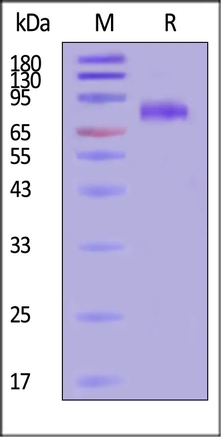 Hendra virus Glycoprotein, His Tag (MALS verified) - image 1