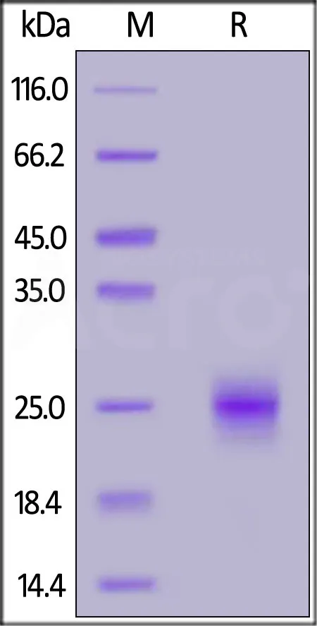 Biotinylated Human GITR / TNFRSF18 Protein, His,Avitag™ (MALS verified) - image 1