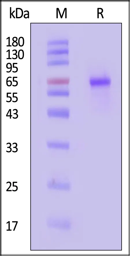 Cynomolgus MMP-9 Protein, His Tag (active enzyme) - image 1