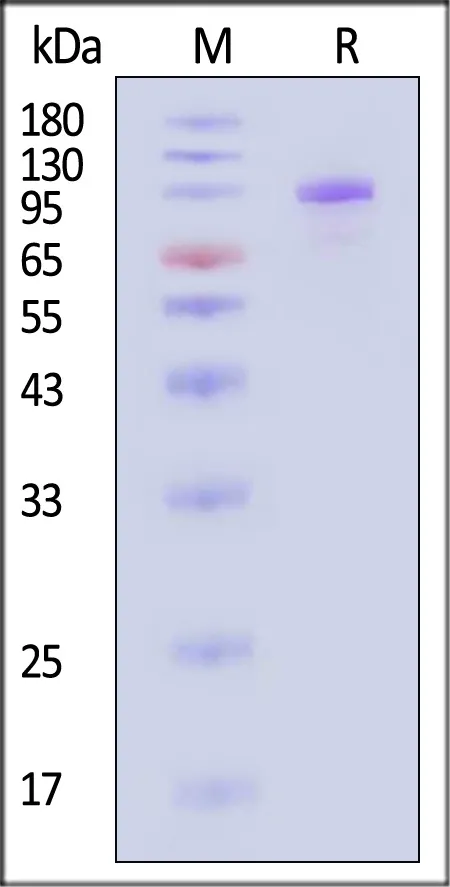 Biotinylated Cynomolgus Complement C2 Protein, His,Avitag™ (active enzyme, MALS verified) - image 1