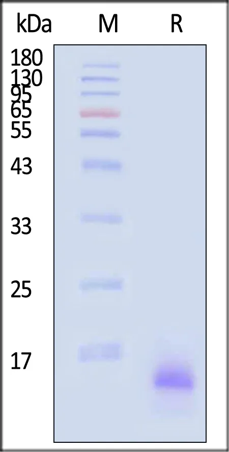 Biotinylated Human Complement C3a Protein, His,Avitag™ - image 1