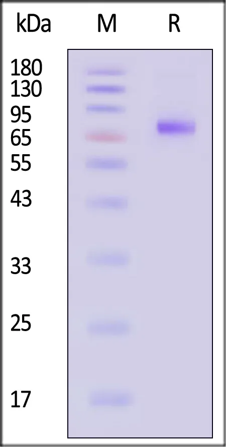 Influenza A [A/Darwin/9/2021 (H3N2)] Neuraminidase (NA) Protein, His Tag (MALS & SPR verified) - image 1