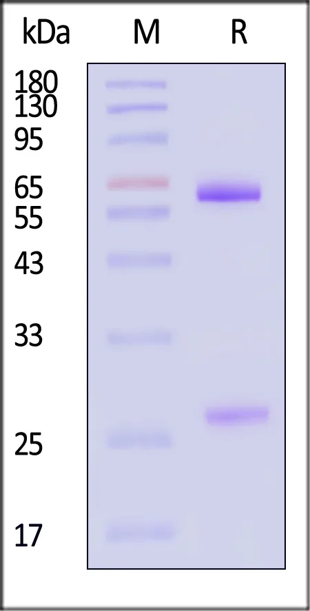 Human IgG3 Kappa Isotype Control (mAb, carrier free) - image 1