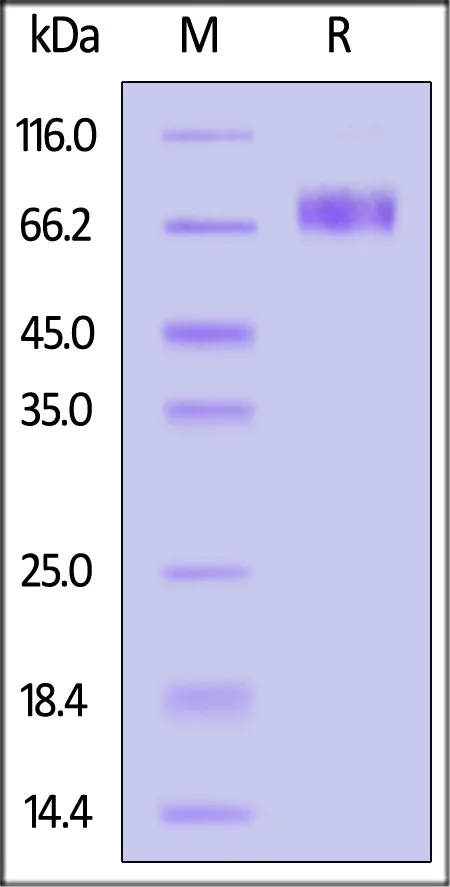 Human 2B4 / CD244 / SLAMF4 Protein, Llama IgG2b Fc Tag, low endotoxin - image 1