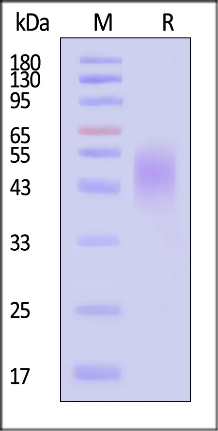Biotinylated Human 2B4 / CD244 / SLAMF4 Protein, Avitag™,His Tag (recommended for biopanning) - image 1