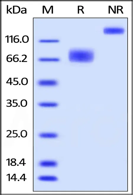 Biotinylated Human 2B4 / CD244 / SLAMF4 Protein, Fc,Avitag™ - image 1