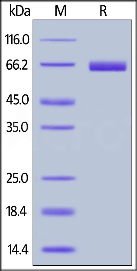 Cynomolgus / Rhesus macaque PD-L1 / B7-H1 Protein, Fc Tag (MALS verified) - image 1