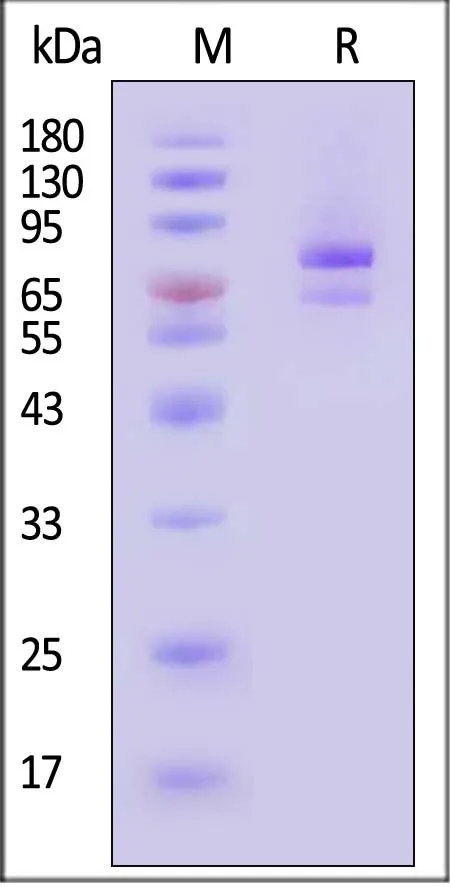 Biotinylated Human ANGPTL7 / CDT6 Protein, Mouse IgG2a Fc,Avitag™ - image 1