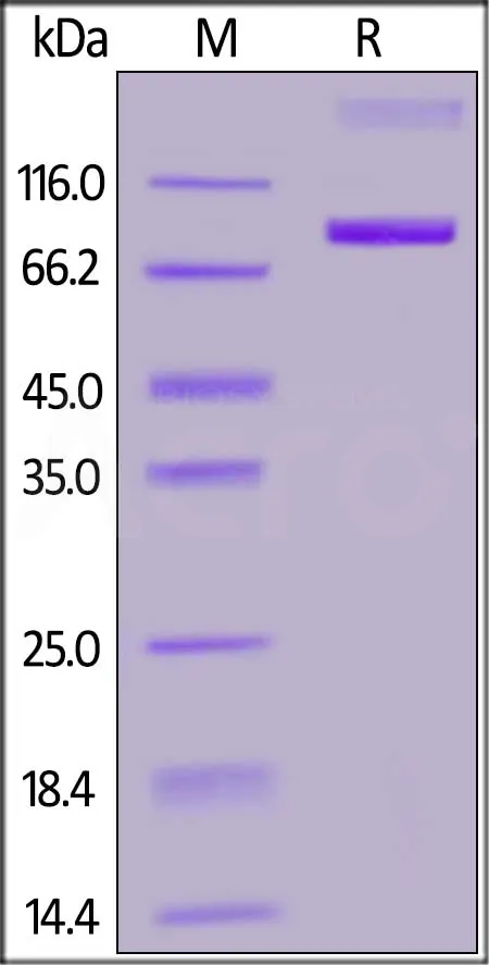 FITC-Labeled Human Siglec-3 / CD33 Protein, Fc Tag - image 1