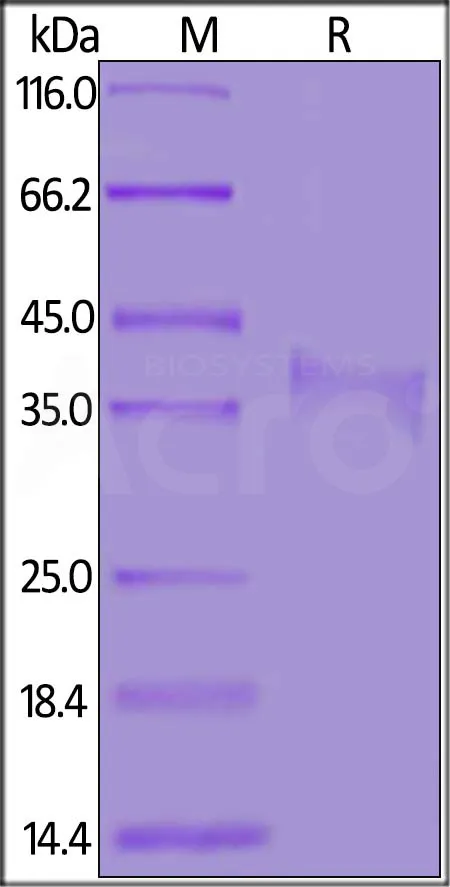 Biotinylated Mouse CD8 alpha / CD8A Protein, His,Avitag™ - image 1