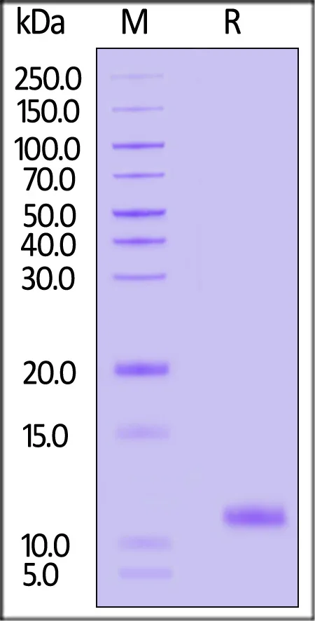 Human APP / Abeta40 Protein, His Tag - image 1