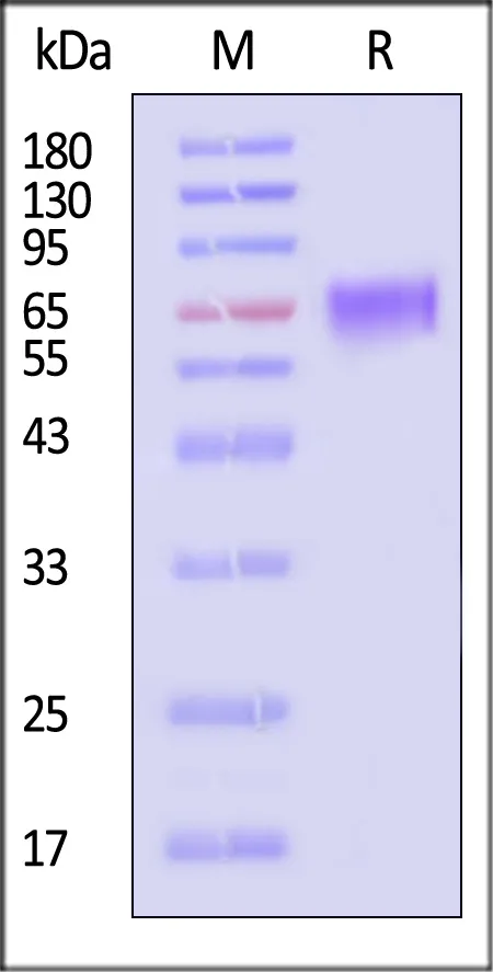 Biotinylated Human EGFRvIII Protein, His,Avitag™ (MALS verified) - image 1