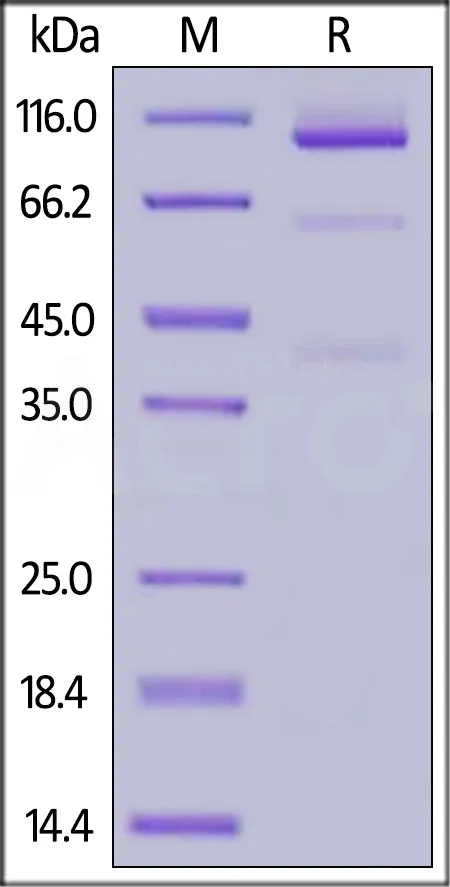 Cynomolgus Glypican 3 / GPC3 Protein, Llama IgG2b Fc Tag, low endotoxin - image 1
