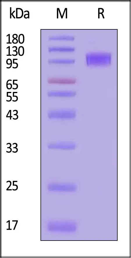 Biotinylated Human GUCY2C / Guanylyl cyclase C Protein, Fc,Avitag™ - image 1
