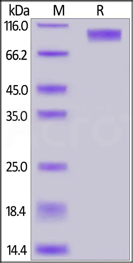Mouse GUCY2C / Guanylyl cyclase C Protein, Fc Tag (MALS verified) - image 1