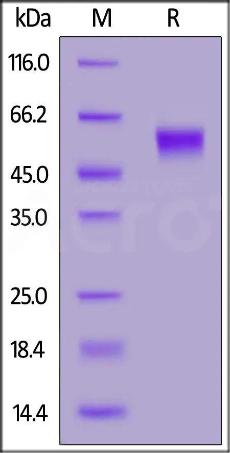FITC-Labeled Human IL-3 R alpha / CD123 Protein, His Tag - image 1