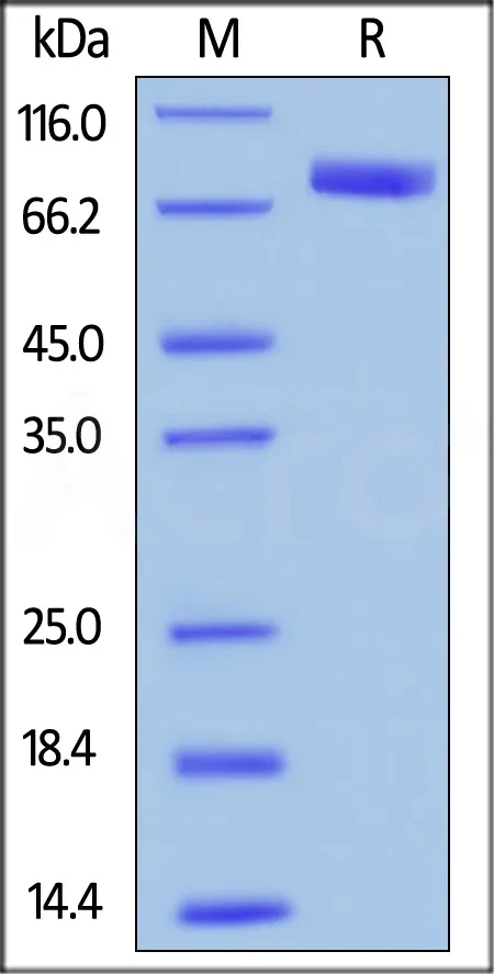 Human SIRP alpha / CD172a Protein, Mouse IgG1 Fc Tag (MALS verified) - image 1